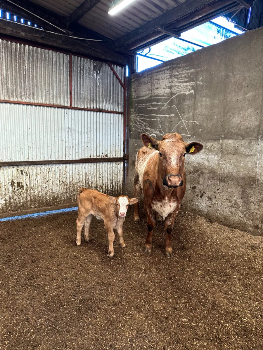 Roaned outfit - Image 3