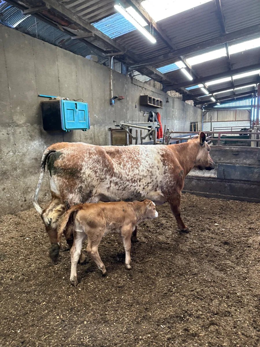 Roaned outfit - Image 4