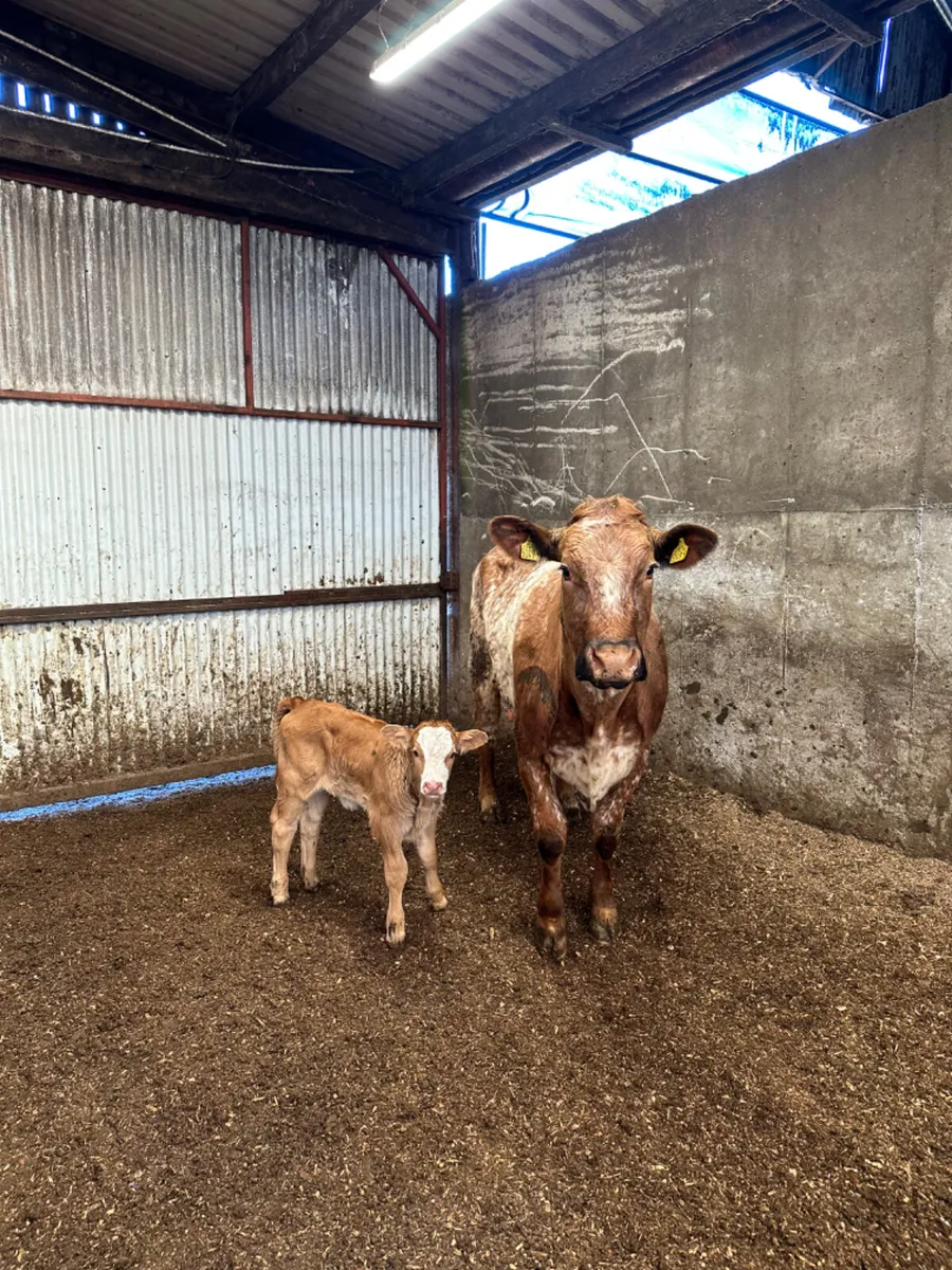 Roaned outfit - Image 1