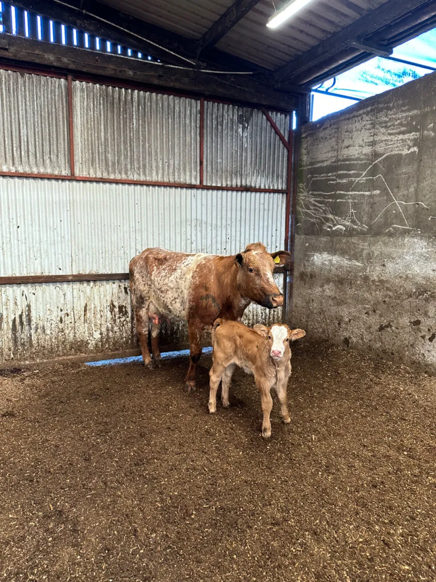 Roaned outfit - Image 2