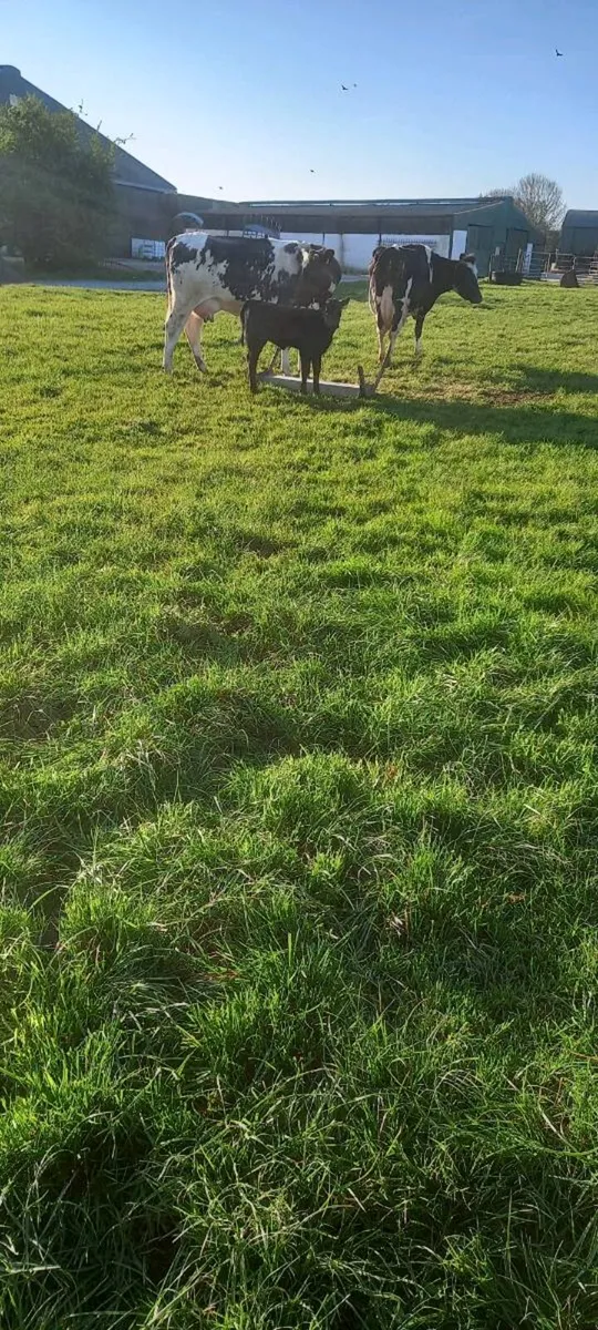 Suckler cow - Image 2