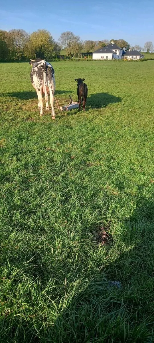 Suckler cow - Image 1