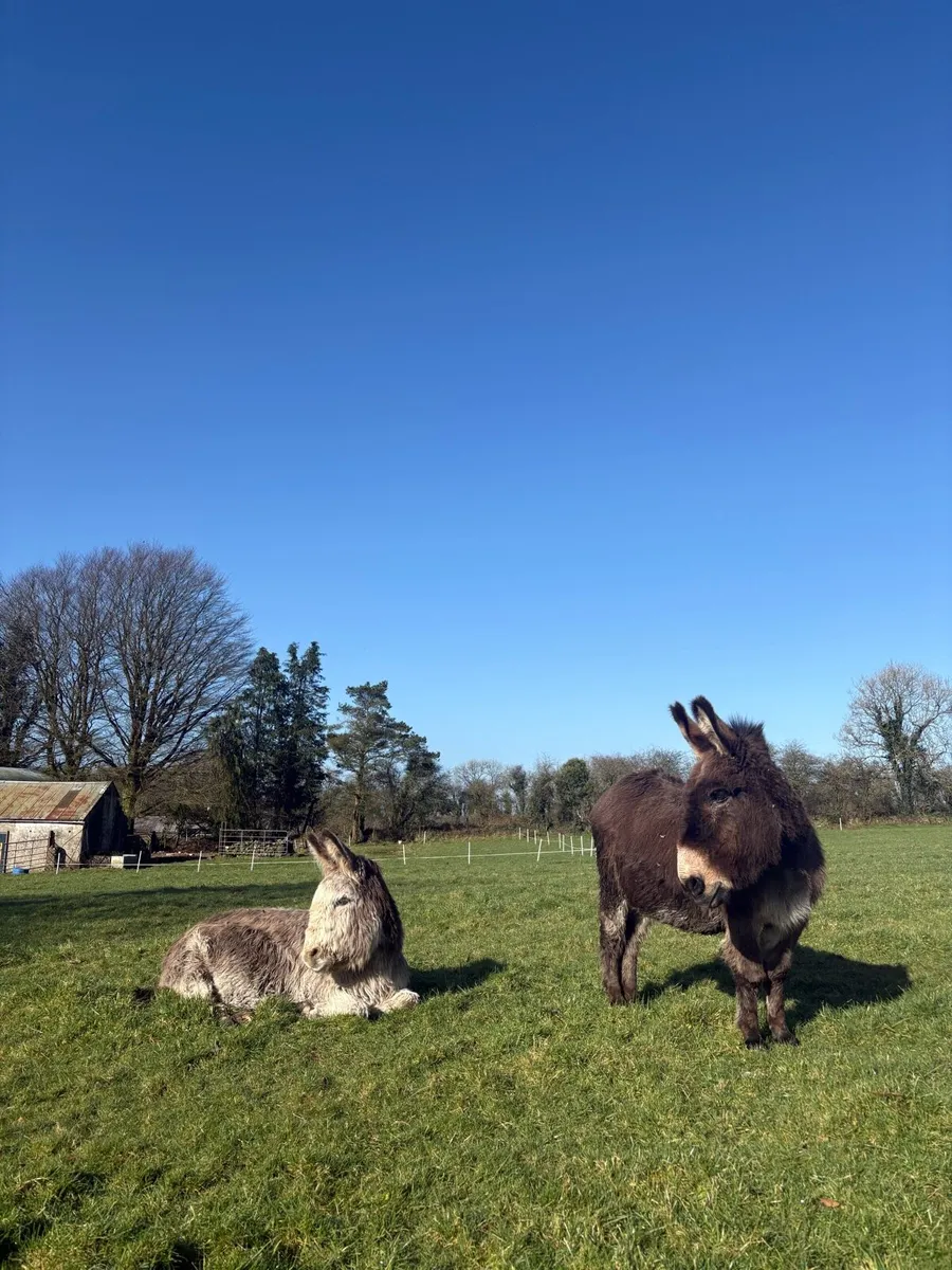 2 Donkeys For Sale - Image 1