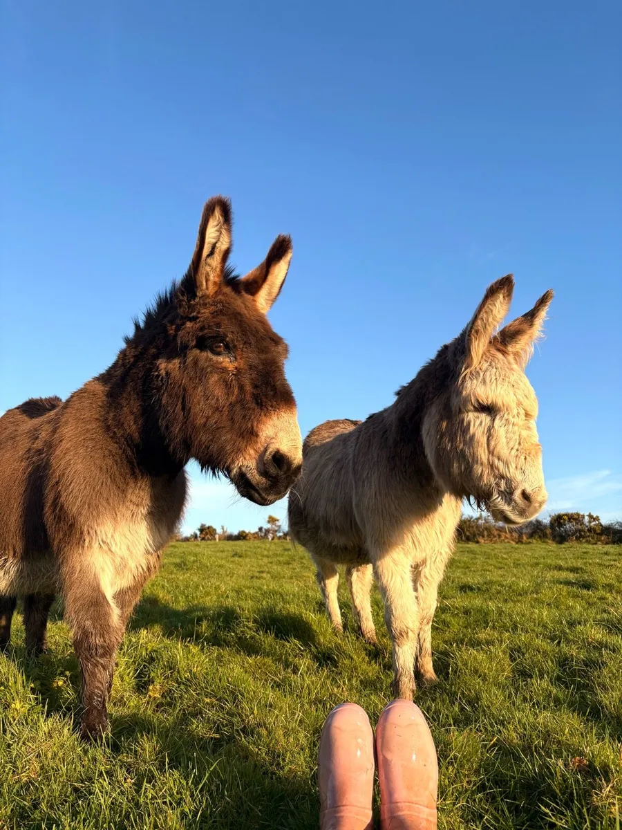2 Donkeys For Sale - Image 3
