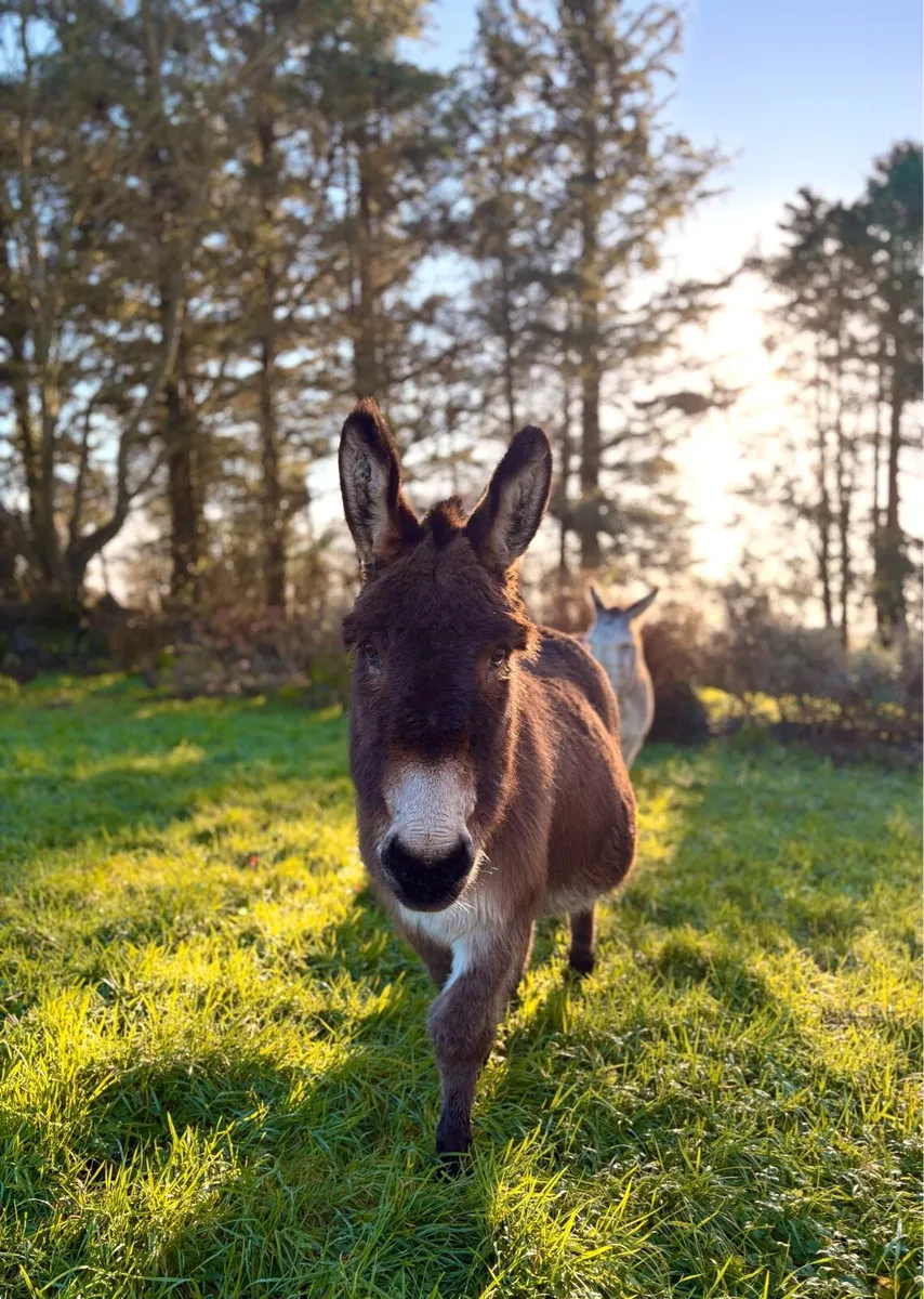 2 Donkeys For Sale - Image 4