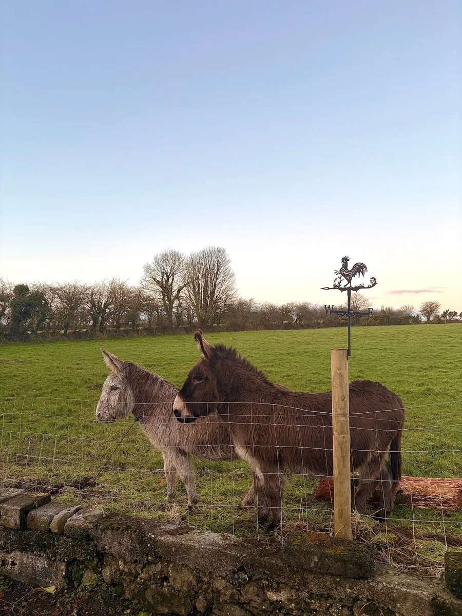 2 Donkeys For Sale - Image 2