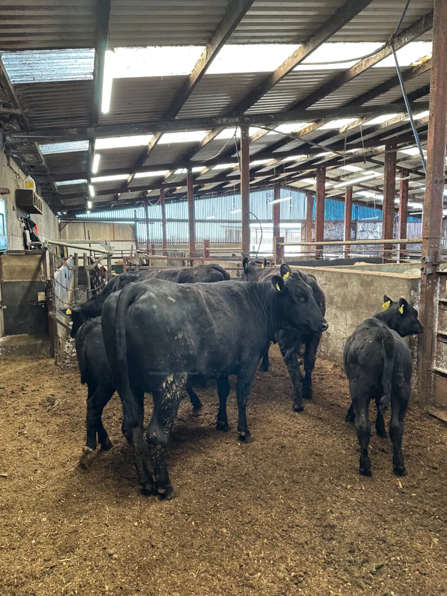 First calving Angus outfits - Image 1
