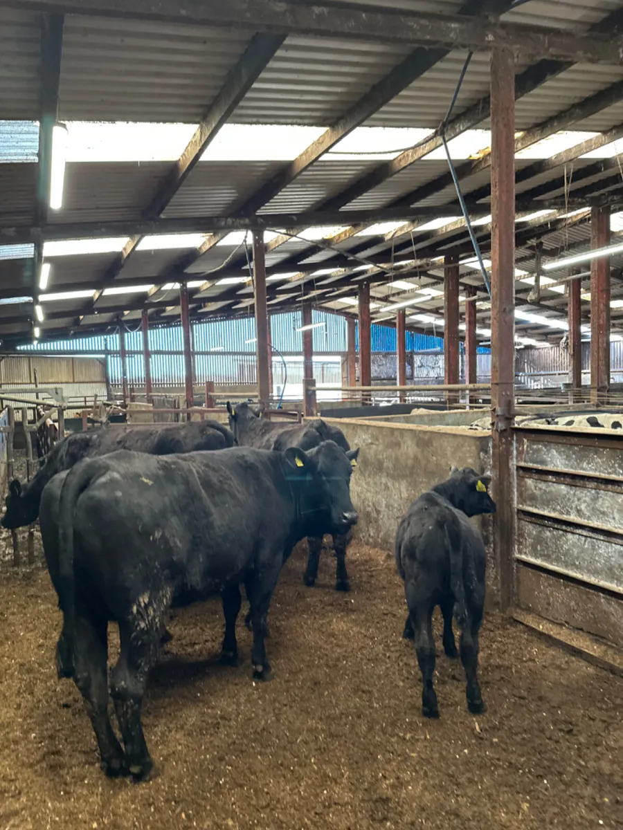 First calving Angus outfits - Image 4