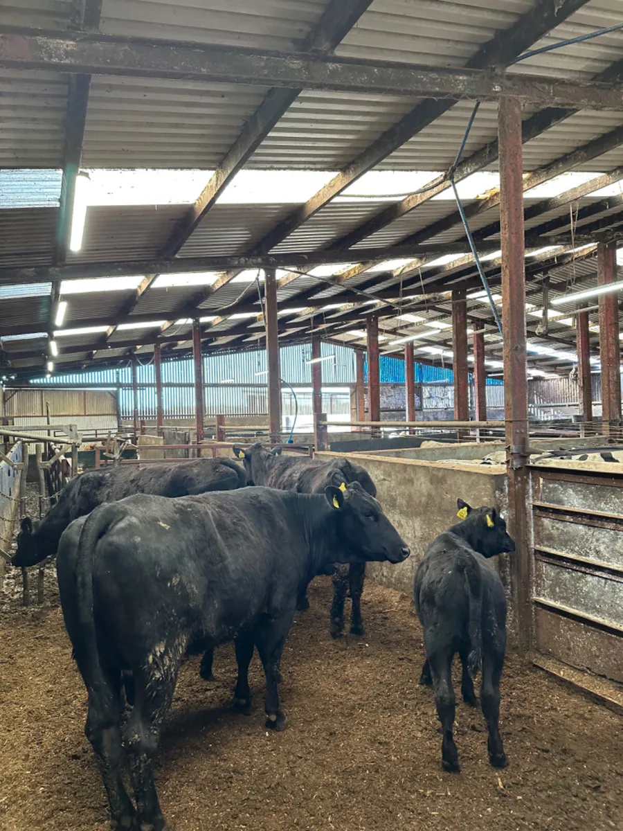First calving Angus outfits - Image 2