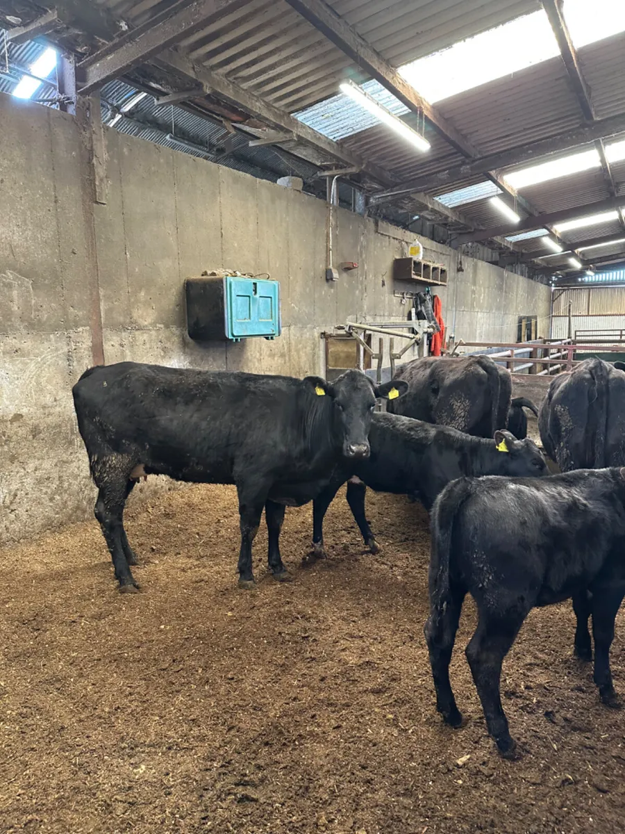 First calving Angus outfits - Image 3