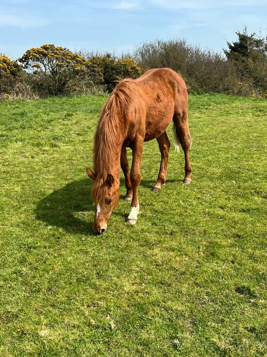 Yearling Irish Draught Filly - Image 1