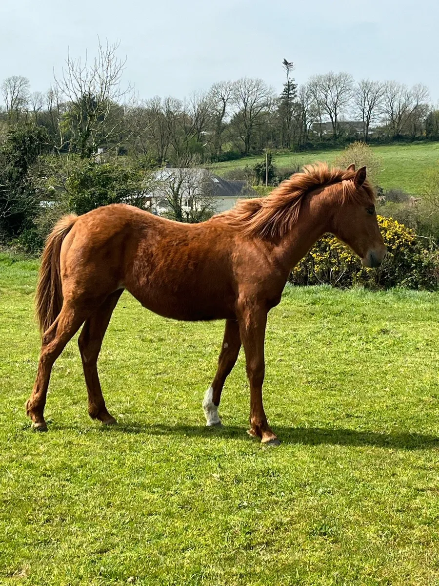 Yearling Irish Draught Filly - Image 2