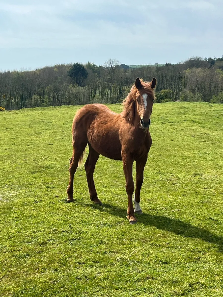 Yearling Irish Draught Filly - Image 3