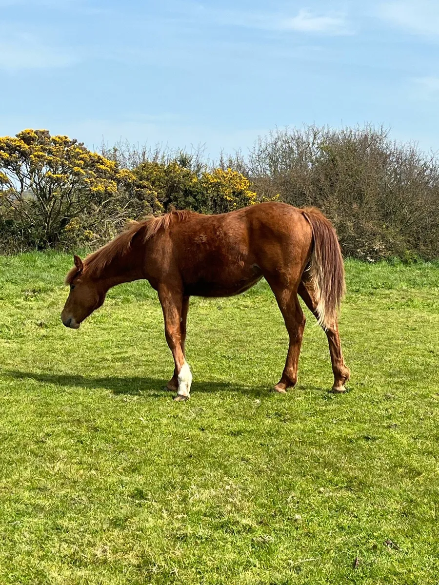 Yearling Irish Draught Filly - Image 4