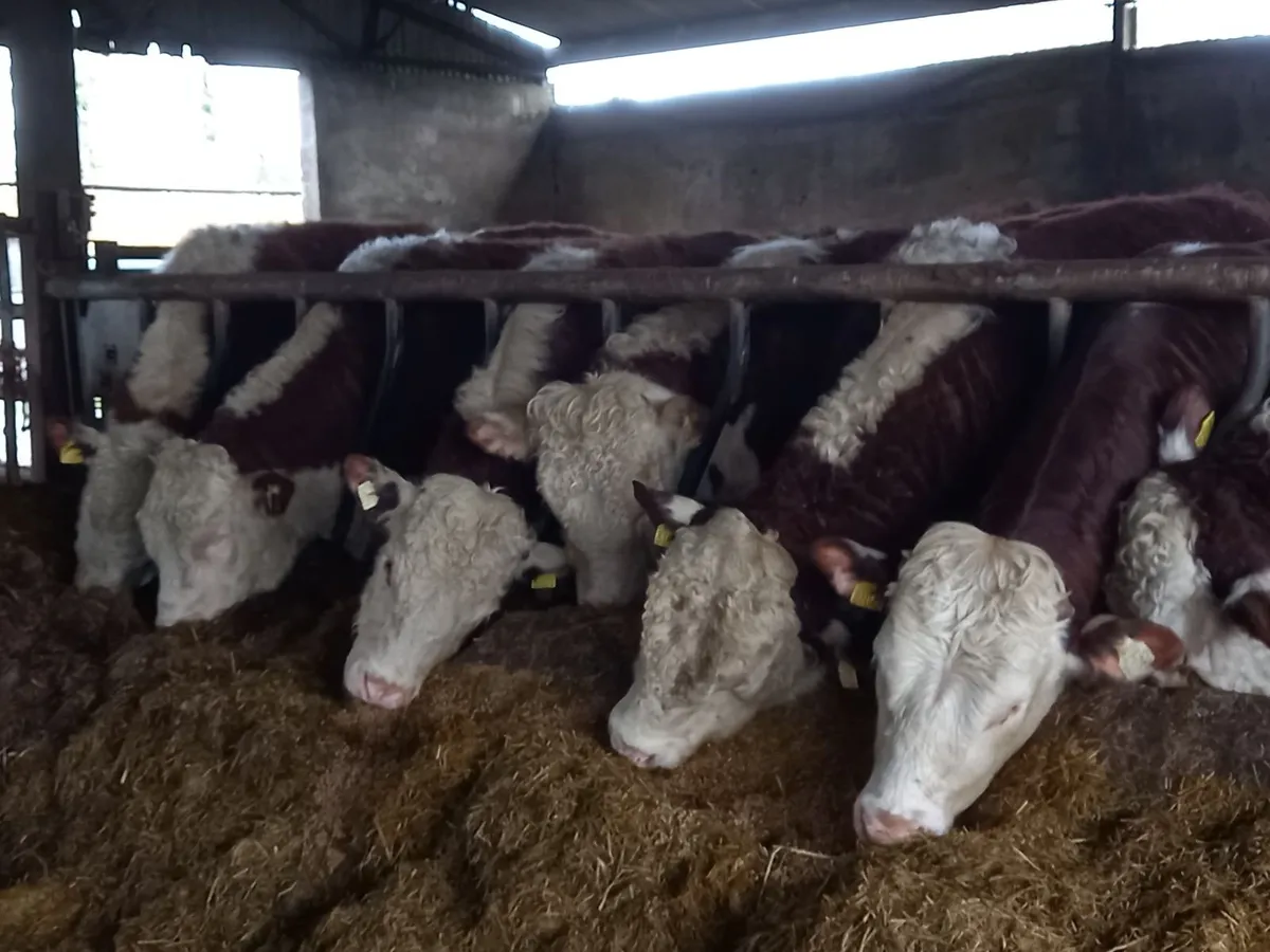 Hereford Bulls - Image 4