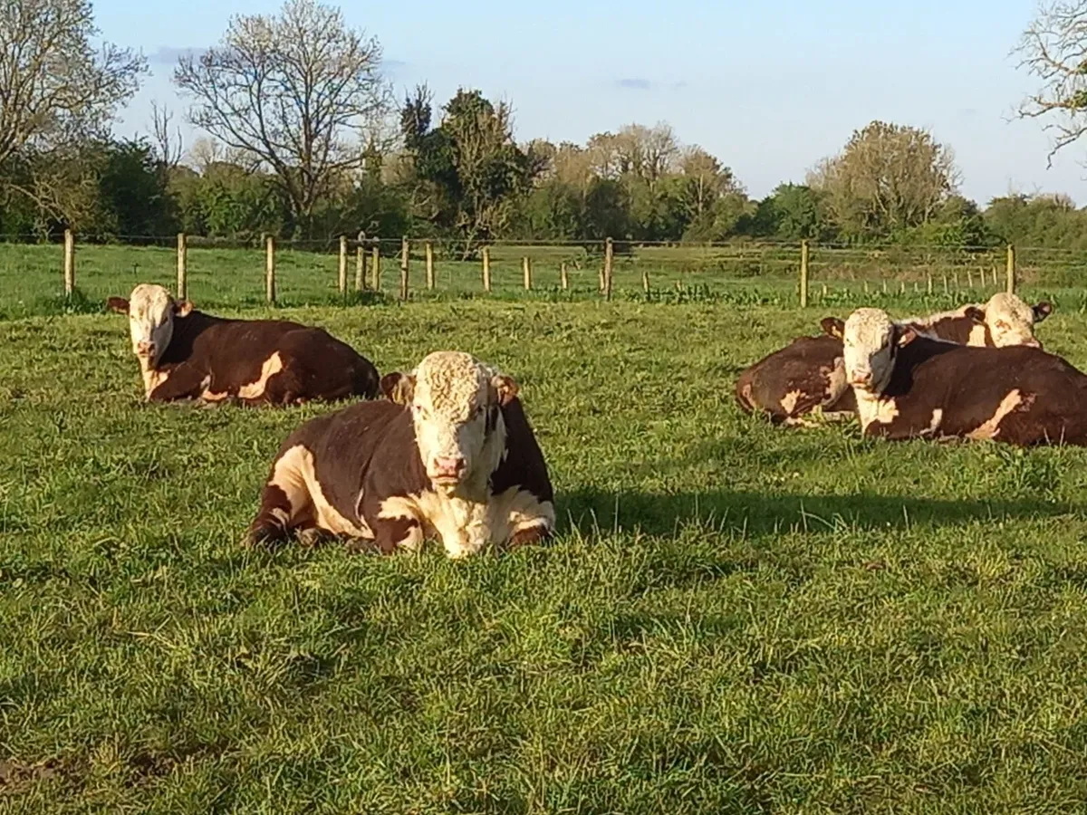 Hereford Bulls - Image 3