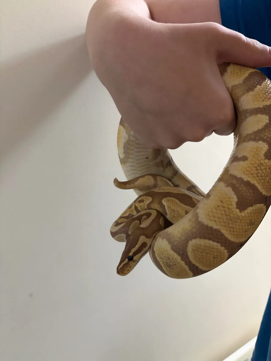 Ball Python + terrarium - Image 1