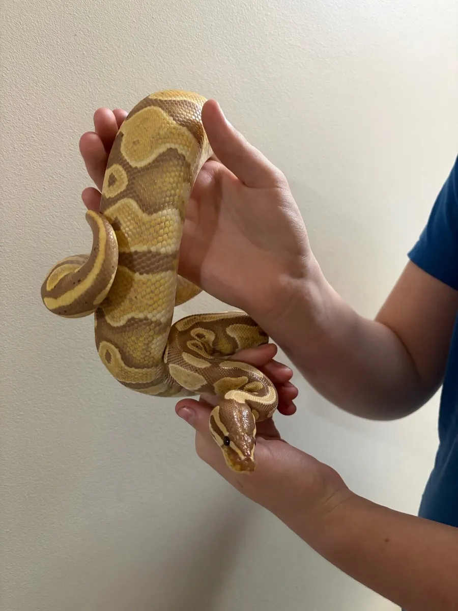 Ball Python + terrarium - Image 2