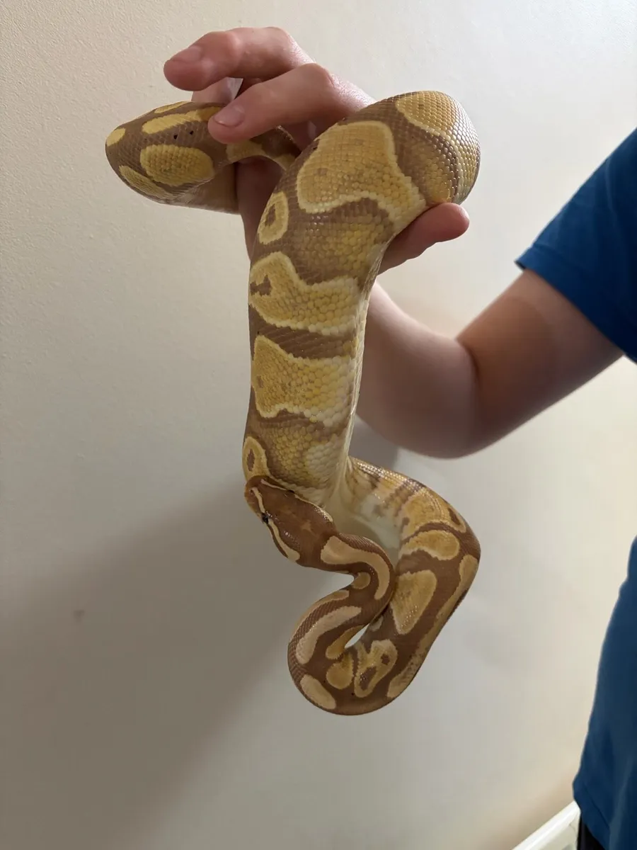 Ball Python + terrarium - Image 3