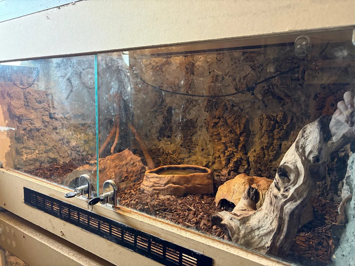 Ball Python + terrarium - Image 4
