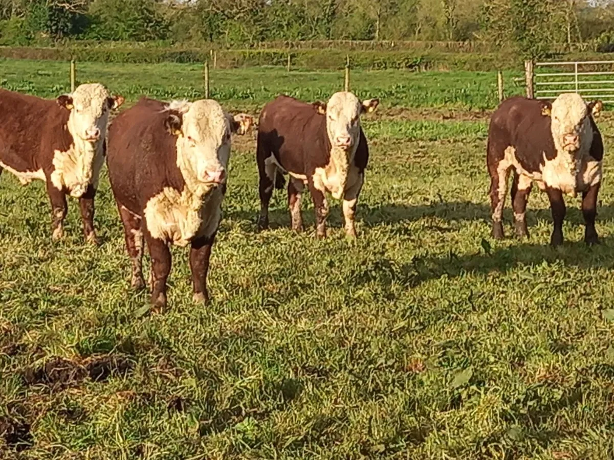 Hereford Bulls - Image 2