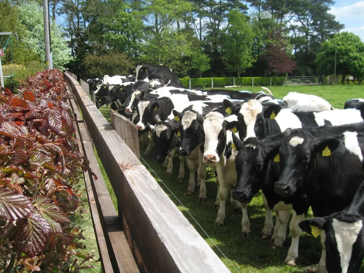 Parkduv Bulls x 2 - Image 1