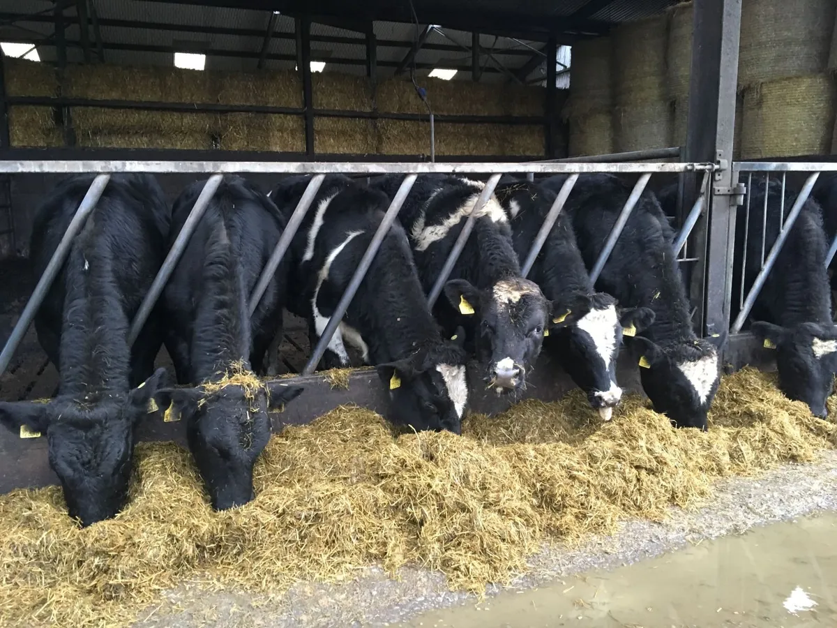 Parkduv Bulls x 2 - Image 2