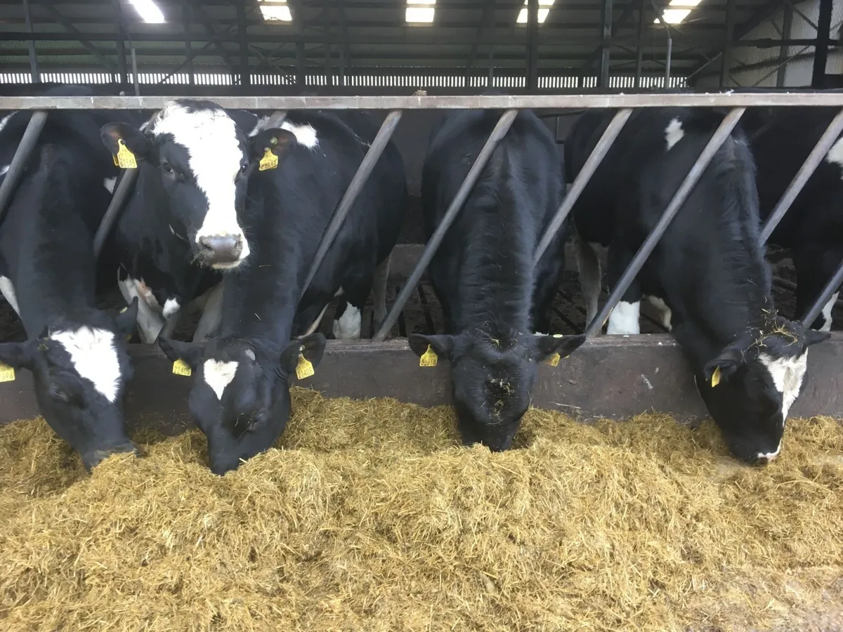 Parkduv Bulls x 2 - Image 3