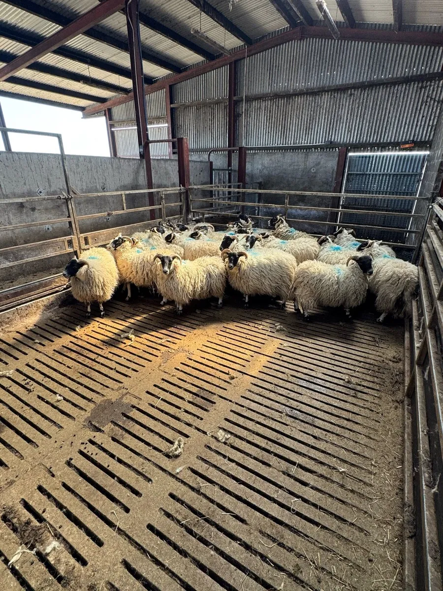 **Horned hoggetts** - Image 1