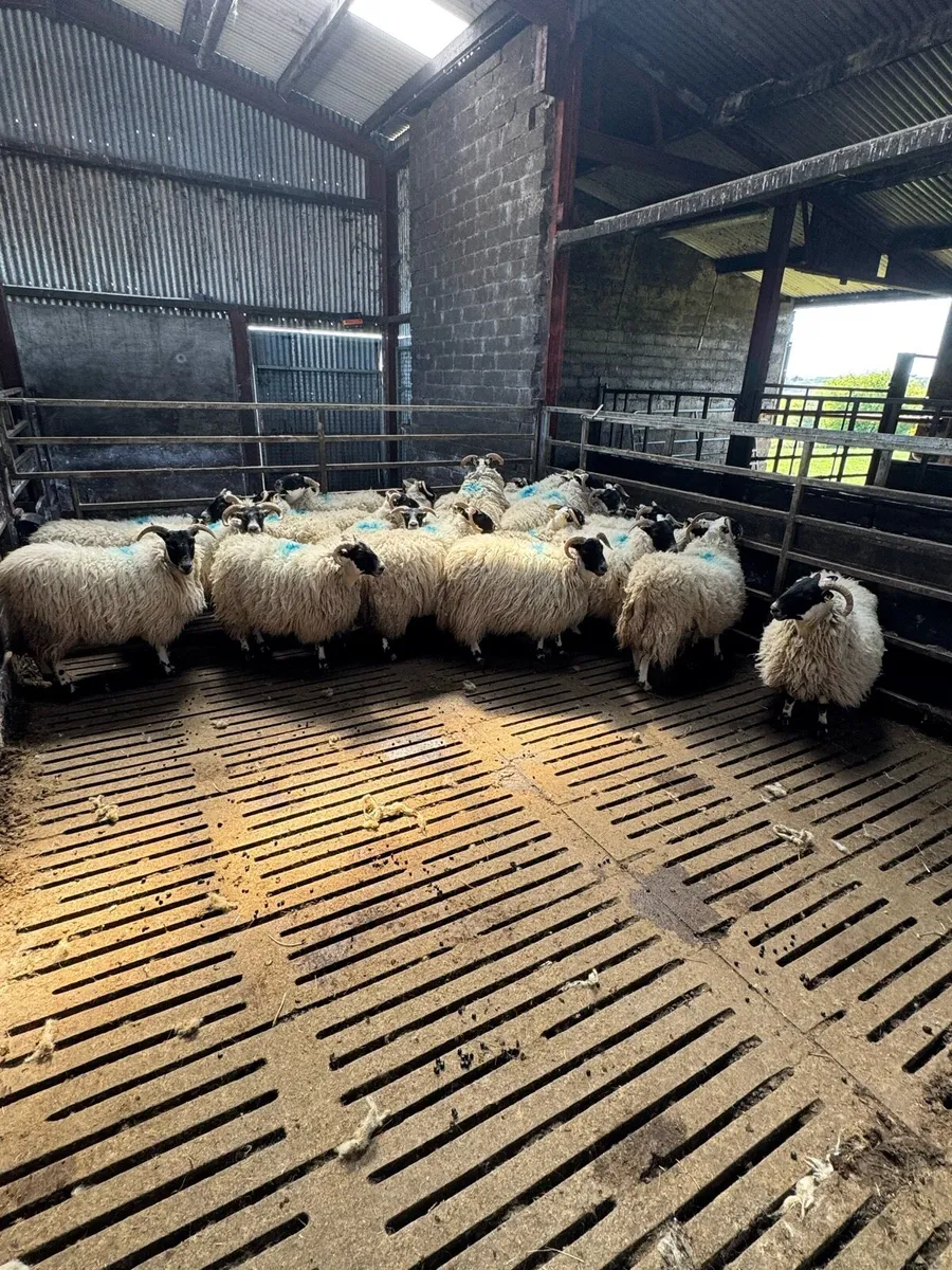 **Horned hoggetts** - Image 2