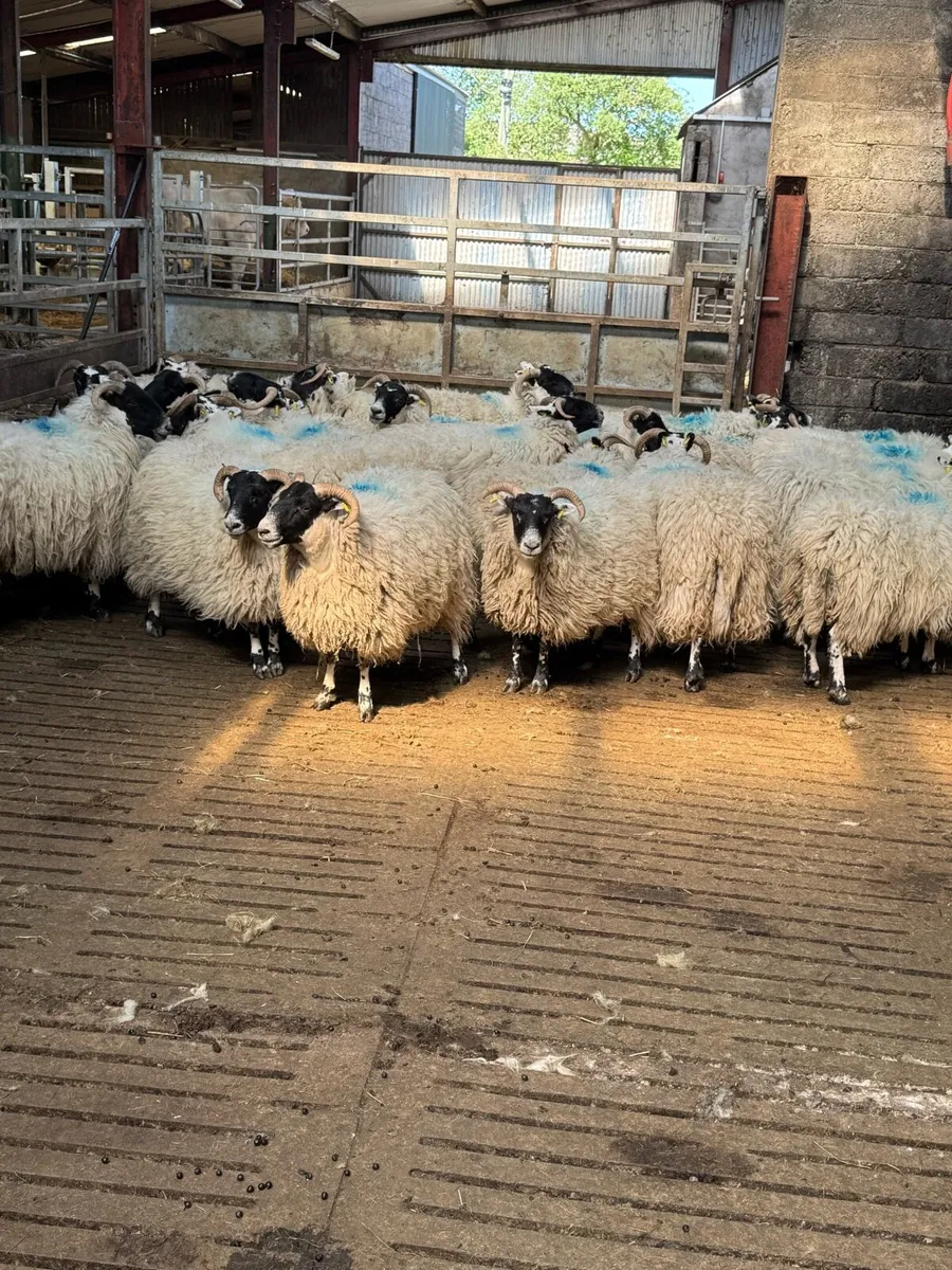 **Horned hoggetts** - Image 3