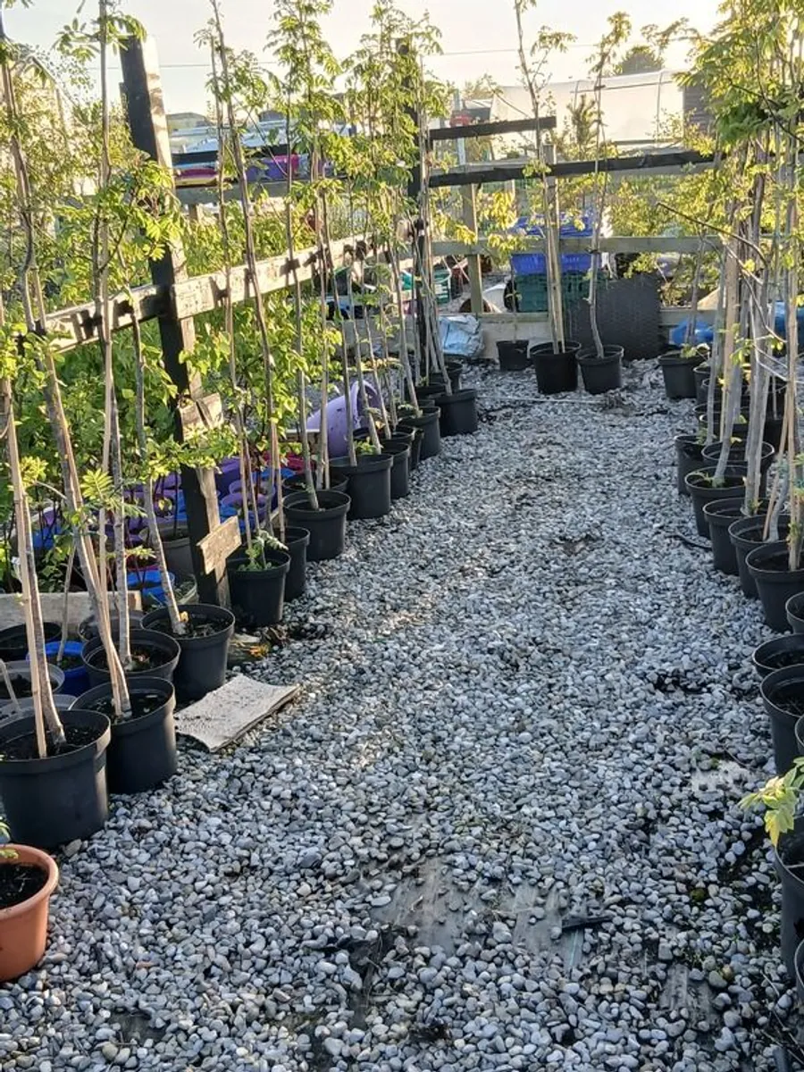 Rowan our Widlife Hero - Image 1