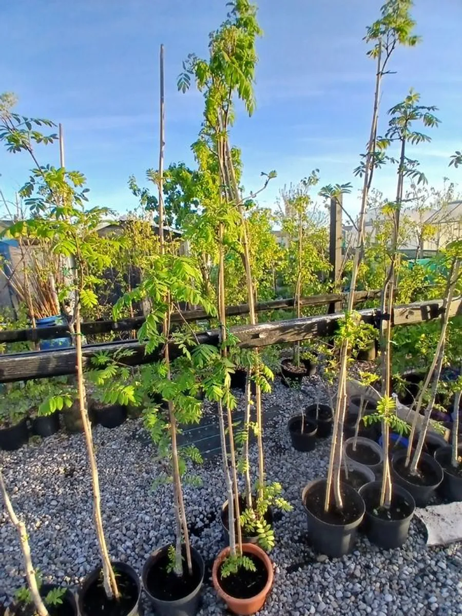 Rowan our Widlife Hero - Image 2