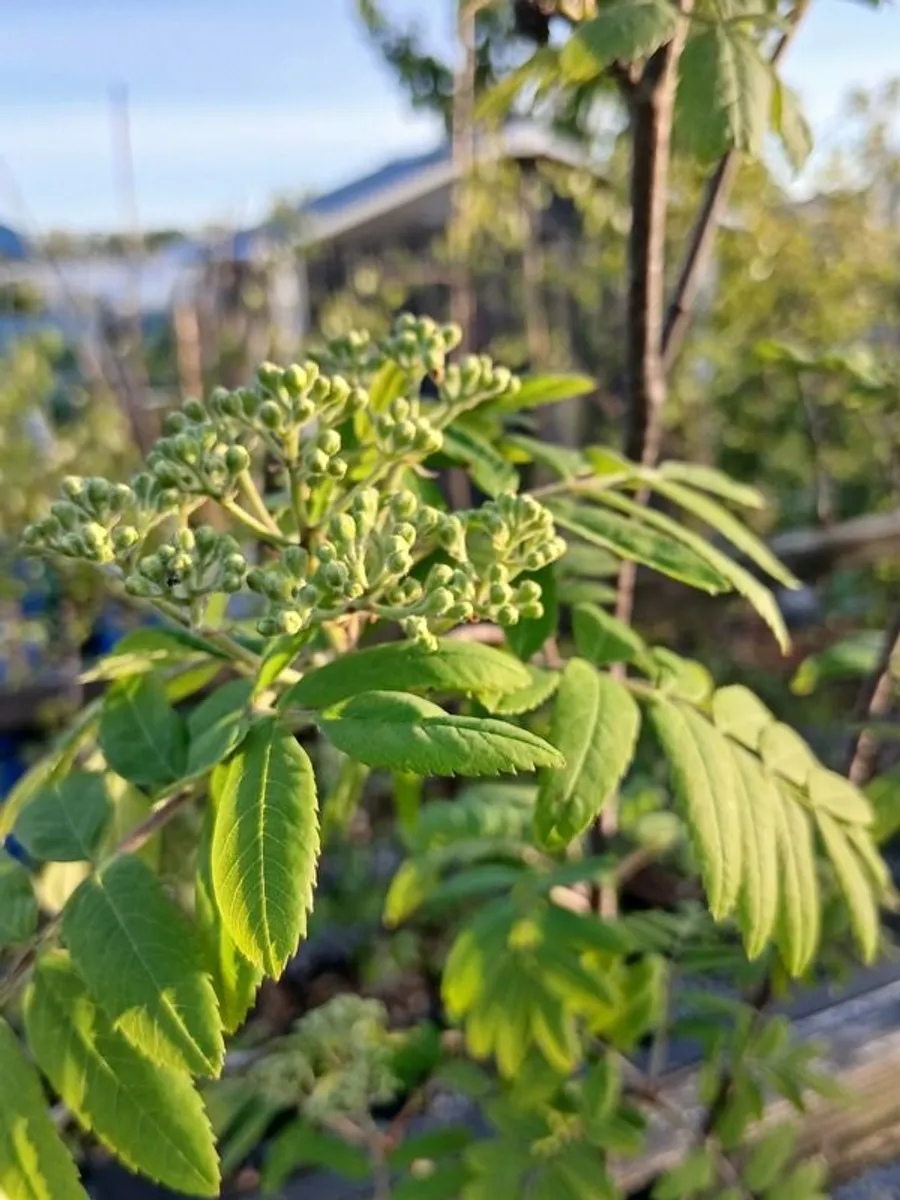 Rowan our Widlife Hero - Image 3