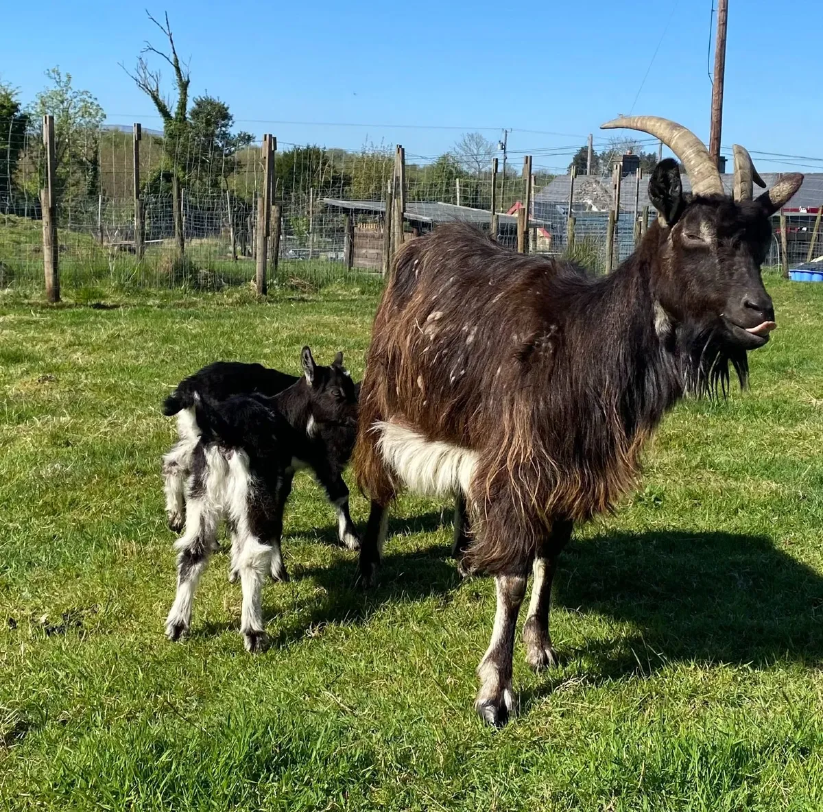 Old Irish Goat for Sale - Image 2