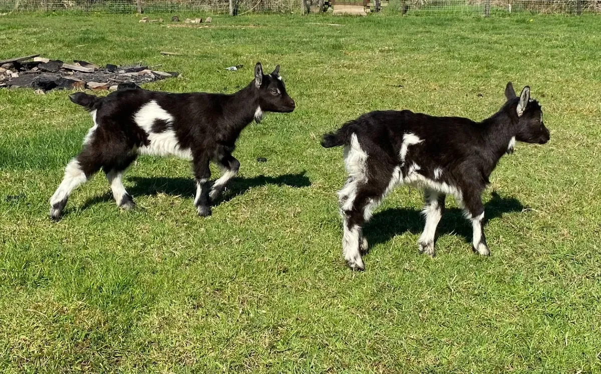 Old Irish Goat for Sale - Image 1