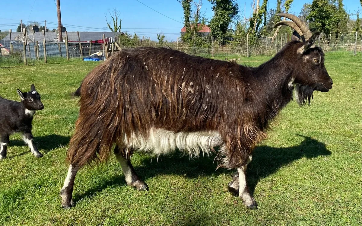 Old Irish Goat for Sale - Image 3