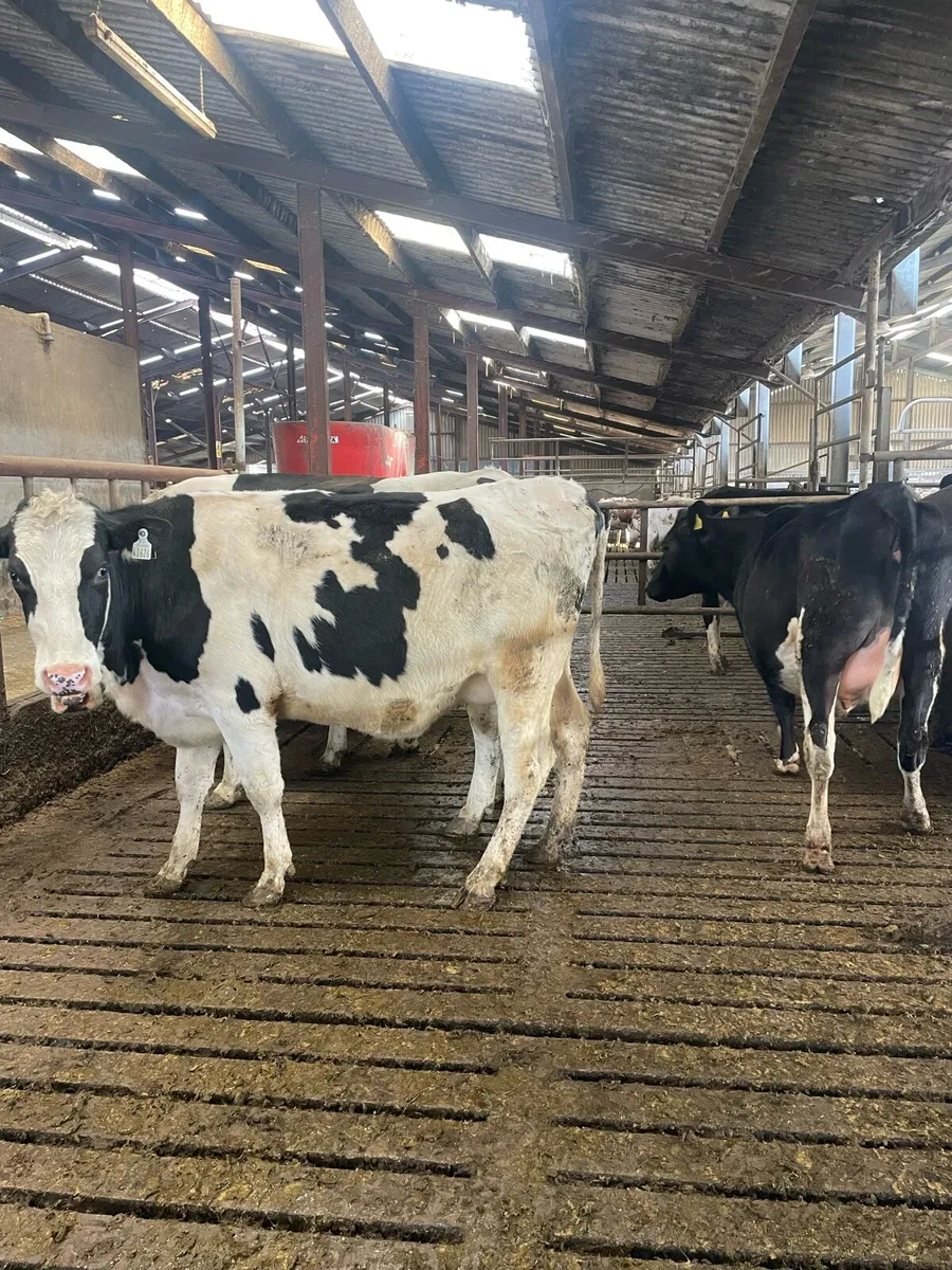 Incalf Hefiers’s - Image 2