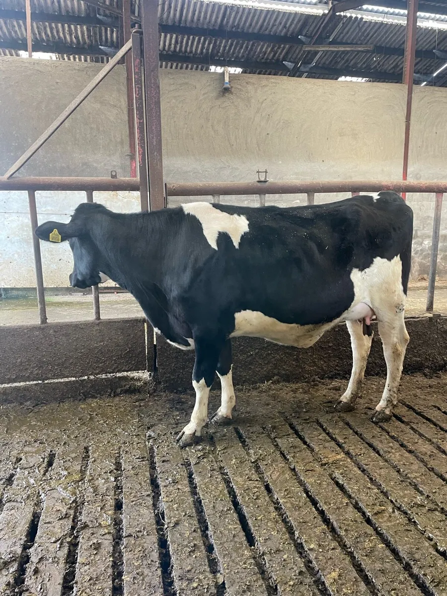 Incalf Hefiers’s - Image 1