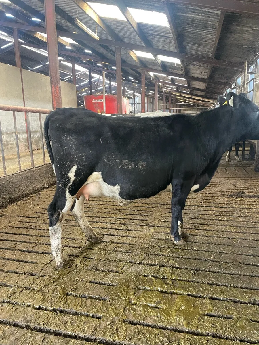 Incalf Hefiers’s - Image 3