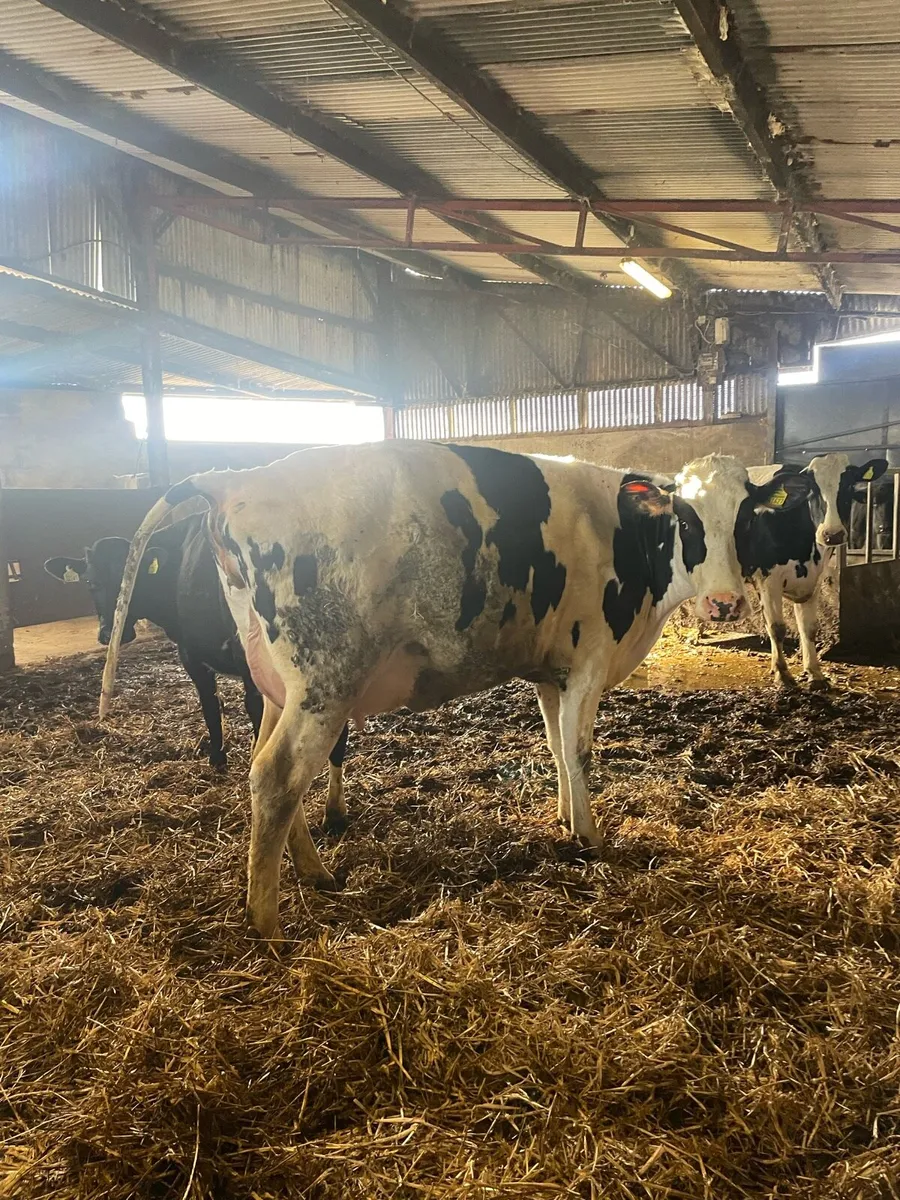 Incalf Hefiers’s - Image 4