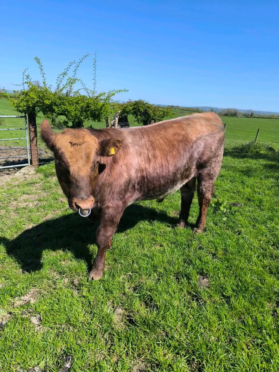 Roan Pedigree Beef shorthorn bull - Image 3