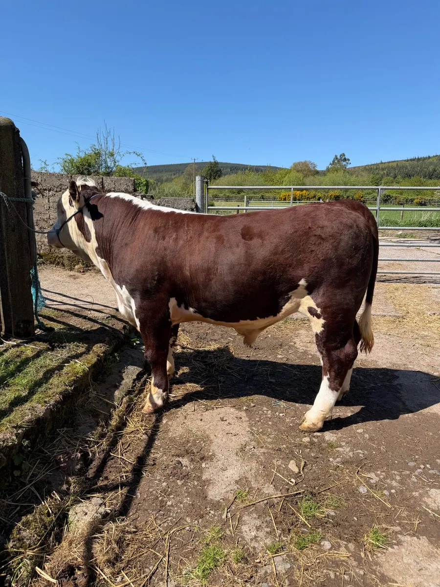 Pedigree Hereford Bull - Image 2