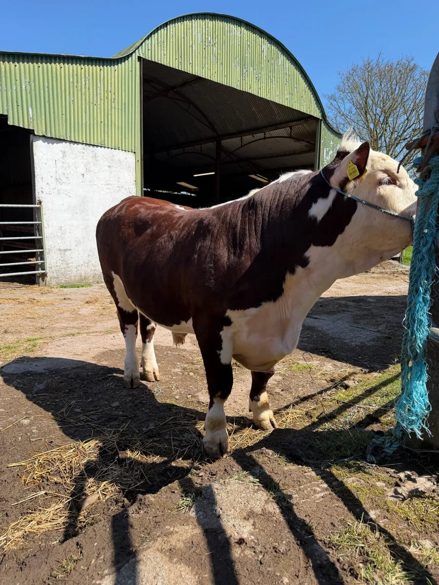 Pedigree Hereford Bull - Image 3