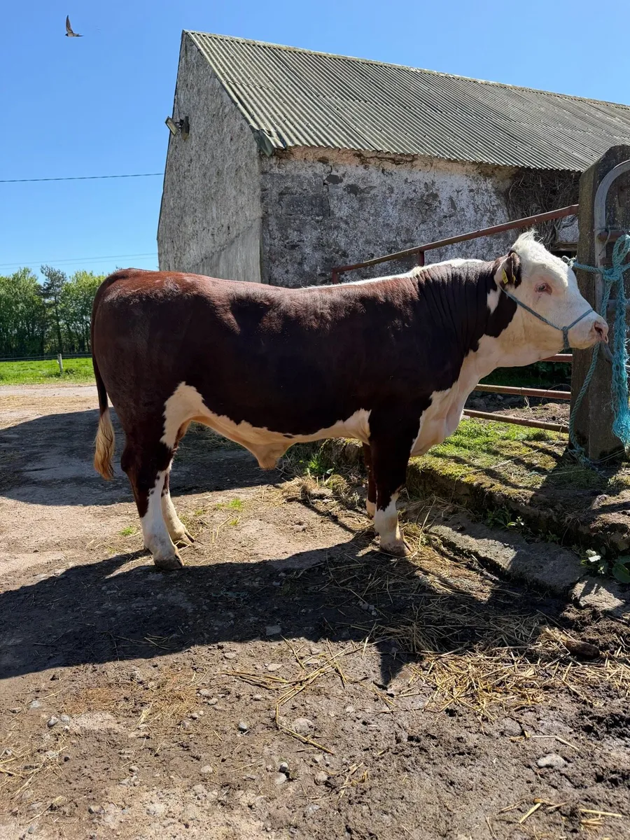 Pedigree Hereford Bull - Image 1