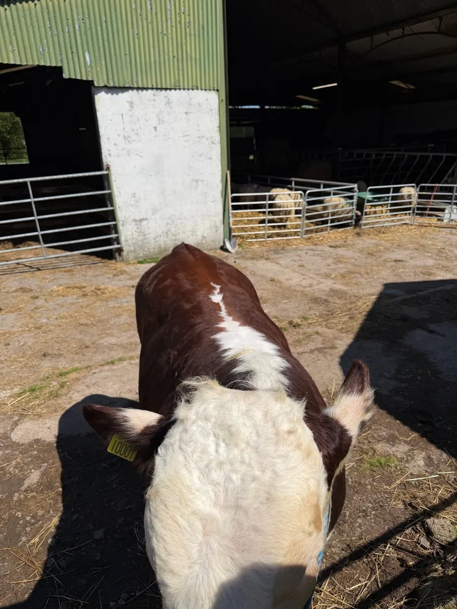 Pedigree Hereford Bull - Image 4