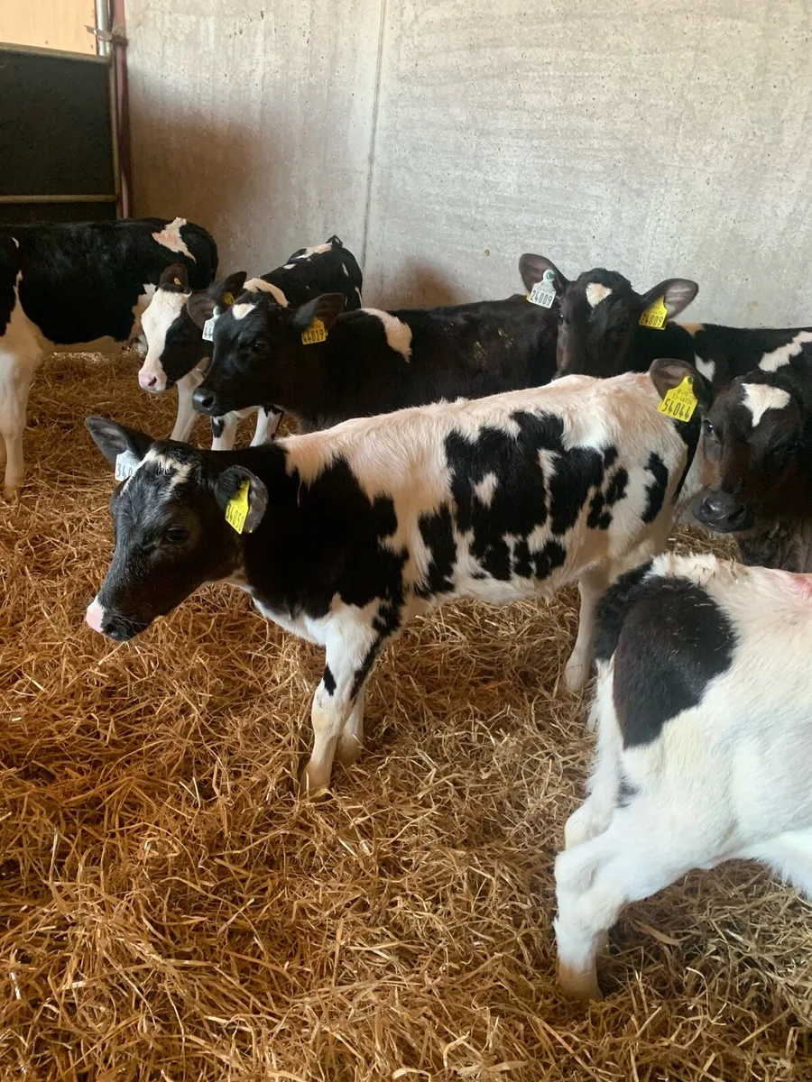 Fr heifer calves - Image 4