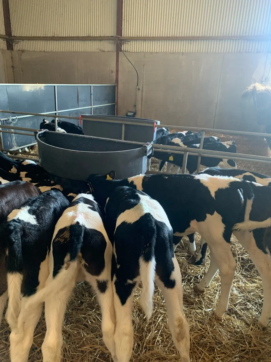 Fr heifer calves - Image 2