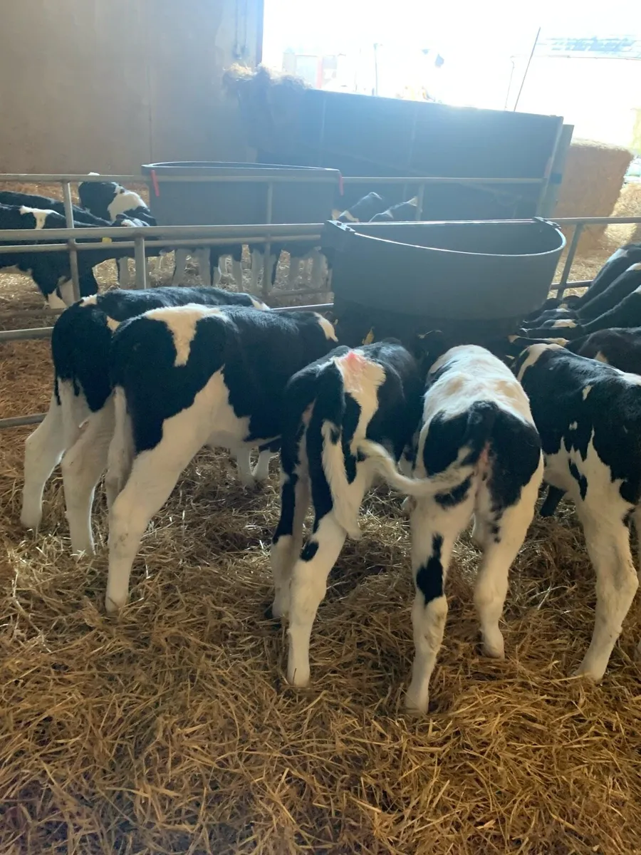 Fr heifer calves - Image 3