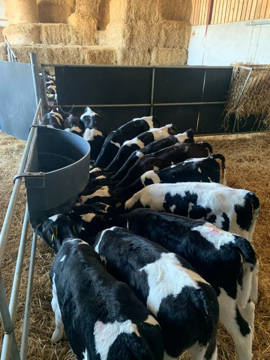Fr heifer calves - Image 1